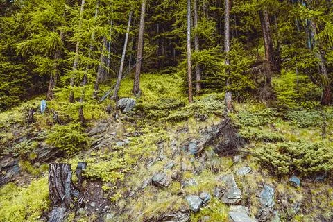 Lush green pine tree forest on mountain side forrest of trees Stock Photos
