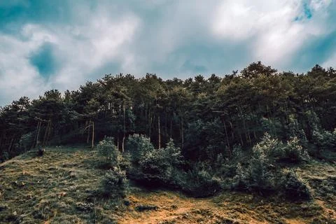 Lush green pine tree forest on mountain side forrest of trees Stock Photos