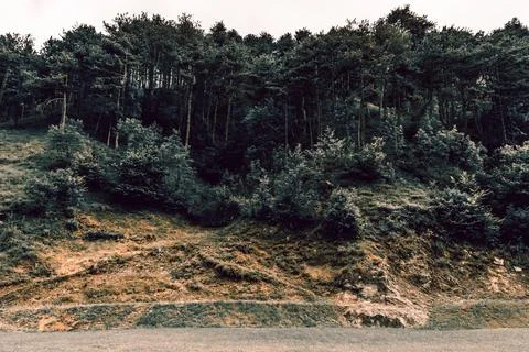 Lush green pine tree forest on mountain side forrest of trees Foto stock