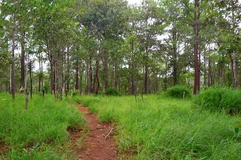 Lush Green Pine Tree Forest in Kirirom National Park Kampong Speu Cambodia Stock Photos