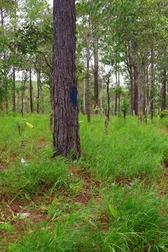 Lush Green Pine Tree Forest in Kirirom National Park Kampong Speu Cambodia Stock Photos
