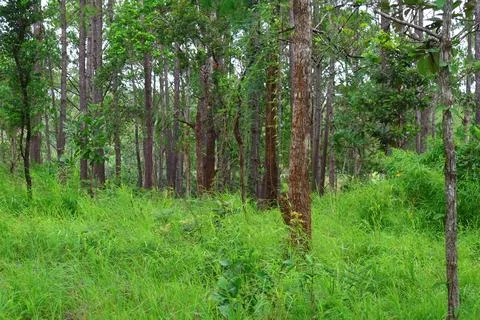 Lush Green Pine Tree Forest in Kirirom National Park Kampong Speu Cambodia Stock Photos
