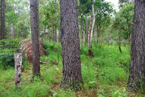 Lush Green Pine Tree Forest in Kirirom National Park Kampong Speu Cambodia Stock Photos