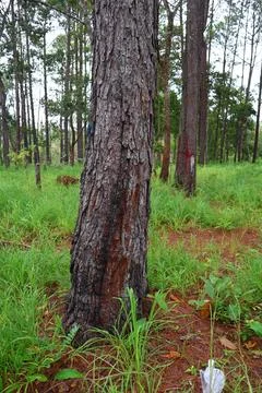 Lush Green Pine Tree Forest in Kirirom National Park Kampong Speu Cambodia Stock Photos