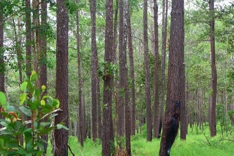 Lush Green Pine Tree Forest in Kirirom National Park Kampong Speu Cambodia Foto stock