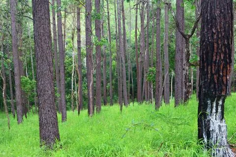 Lush Green Pine Tree Forest in Kirirom National Park Kampong Speu Cambodia Stock Photos