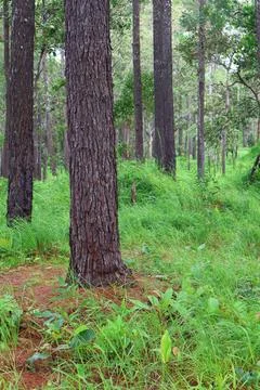 Lush Green Pine Tree Forest in Kirirom National Park Kampong Speu Cambodia Stock Photos