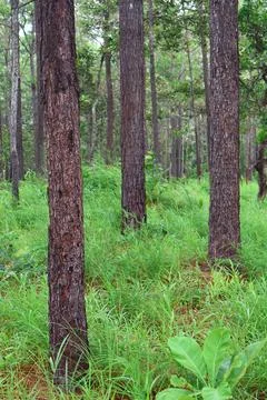 Lush Green Pine Tree Forest in Kirirom National Park Kampong Speu Cambodia Stock Photos