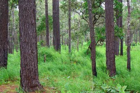 Lush Green Pine Tree Forest in Kirirom National Park Kampong Speu Cambodia Stock Photos