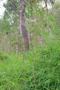 Lush Green Pine Tree Forest in Kirirom National Park Kampong Speu Cambodia Stock Photos