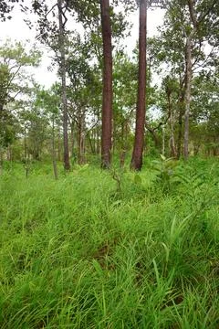 Lush Green Pine Tree Forest in Kirirom National Park Kampong Speu Cambodia Foto stock