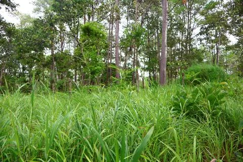 Lush Green Pine Tree Forest in Kirirom National Park Kampong Speu Cambodia Stock Photos