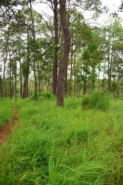 Lush Green Pine Tree Forest in Kirirom National Park Kampong Speu Cambodia Stock Photos