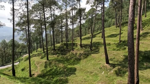 Lush Green Pine Trees in Indian Mountain Landscape - 4K Stock Footage 311758491