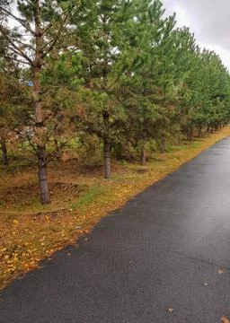 Lush green pine trees lining a wet asphalt road with fallen leaves in a rur.. Stock Photos