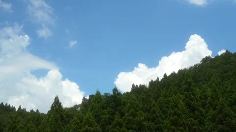 Lush green pine trees on the mountain with the bright sky in summer Stock Footage 259886414