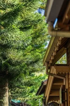 Lush green pine trees under the sunlight and Japanese retro wooden eaves Stockfoto's