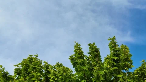 Lush Green Plane Tree Crowns Swaying Under a Bright Blue Sky Stock Footage 334698183