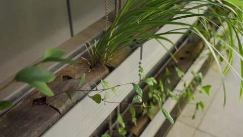 Lush green plants growing in a hydroponic system in Tokyo Stock Footage 340644610