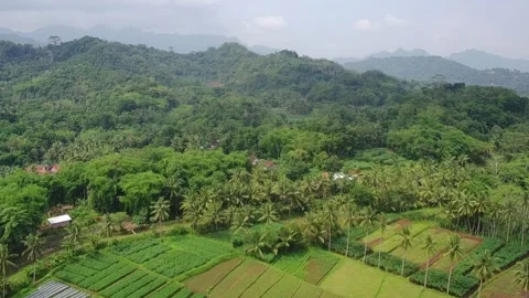 Lush green plants on the incised hills in the morning Stock Footage 293307341