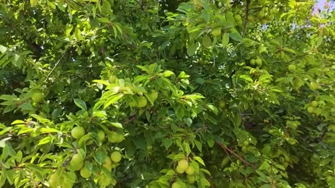Lush Green Plum Tree Branches with Unripe Fruits in Bright Summer Sunlight Stock Footage 322922498
