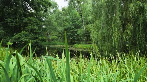 Lush green pond with weeping willow and reeds in summer park Stock Footage 346749137