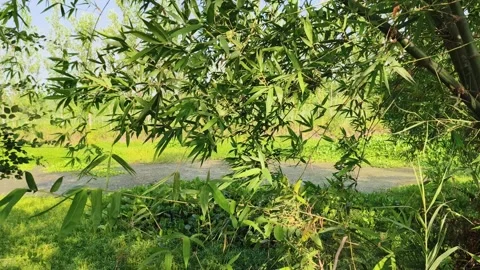 Lush Green Pondside Vegetation 库存影片 340517521