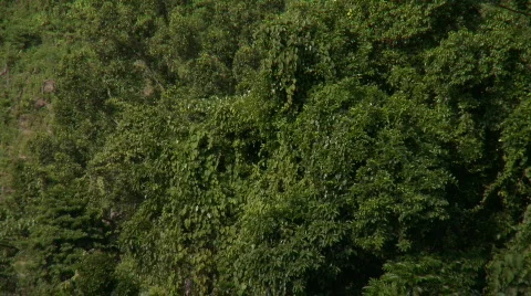 Lush green rain forest canopy Video stock 607941