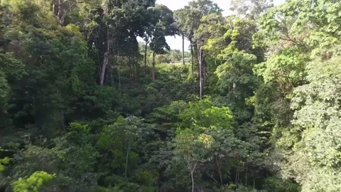 Lush green rainforest canopy viewed from above. Stock Footage 293544728