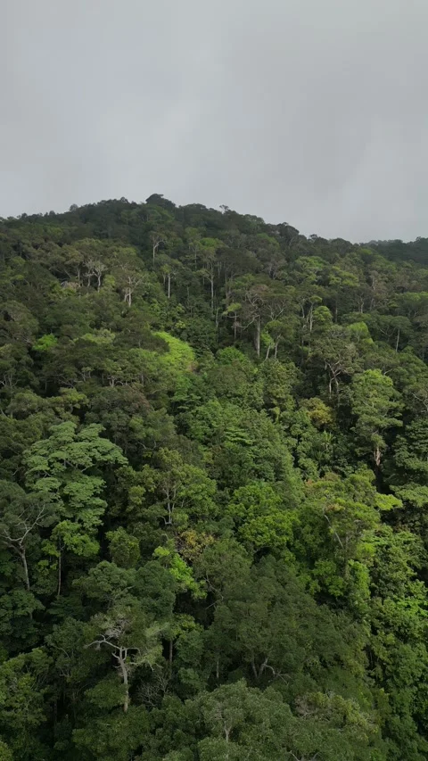 Lush Green Rainforest Mountain on Cloudy Day in Koh Phangan, Thailand Video stock 335814801