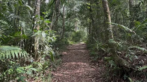 Lush Green Rainforest Path, Empty Walking Trail, Tropical Forest Steady Shot Stock Footage 324789598