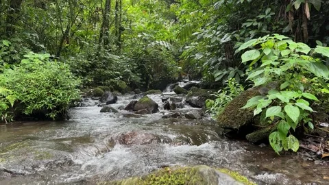 Lush Green Rainforest Stream Flowing Over Mossy Rocks, Dolly In Stock Footage 325303654