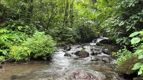 Lush Green Rainforest Stream Flowing Over Mossy Rocks, Tracking Shot Stock Footage 325645577
