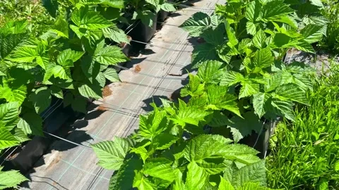 Lush green raspberry plants grow in neat rows on a specialized plantation Stock-Footage 345913655