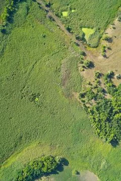 Lush green reed marsh texture with diagonal path and dense vegetation pattern Stock Photos