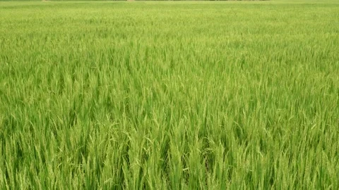 Lush Green Rice Field Stock Footage 333962096