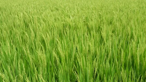 Lush green rice field Video stock 334000979