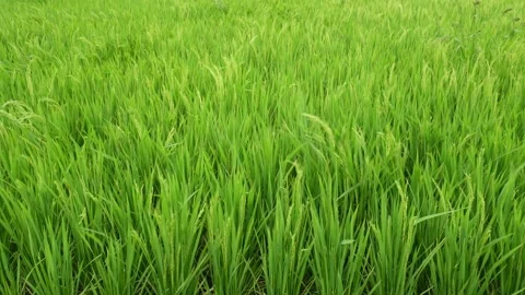 Lush green rice field Stock Footage 334002908