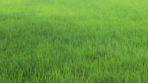Lush green rice field grass texture seamless pattern background glowing und.. Stock Footage 344694367