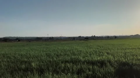 Lush Green Rice Field at Sunset, Tropical Agricultural Landscape Stock Footage 340489366