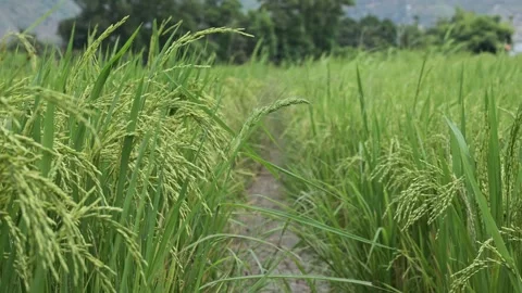 Lush green rice field with tall plants and a narrow dirt path Stock Footage 342482014