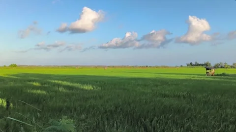 Lush Green Rice Field Under Sunny Blue Sky Agriculture Landscape Stock Footage 340465706