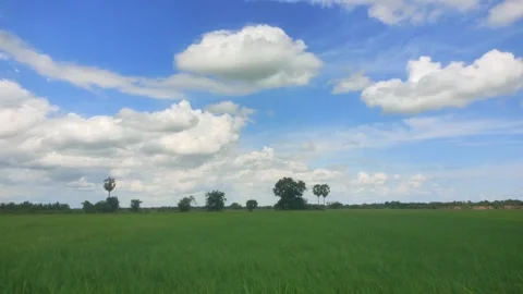 Lush Green Rice Field Under Blue Sky With Cumulus Clouds In Rural Cambodia Video stock 341647962