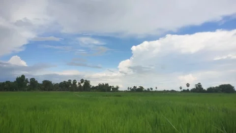Lush Green Rice Field Under Blue Sky With Cumulus Clouds In Rural Cambodia Stock Footage 341685261