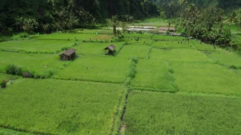 Lush Green Rice Fields and Forests Near Mount Batur, Bali – Aerial View Stock Footage 313931395