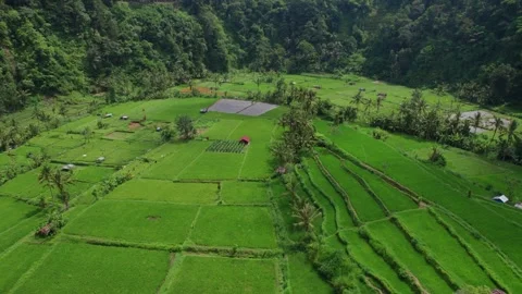 Lush Green Rice Fields and Forests Near Mount Batur, Bali – Aerial View Stock Footage 313931399