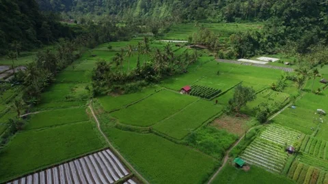 Lush Green Rice Fields and Forests Near Mount Batur, Bali – Aerial View Stock Footage 313931426