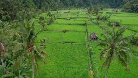Lush Green Rice Fields and Forests Near Mount Batur, Bali – Aerial View Stock Footage 313931441