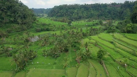 Lush Green Rice Fields and Forests Near Mount Batur, Bali – Aerial View Stock Footage 313931442