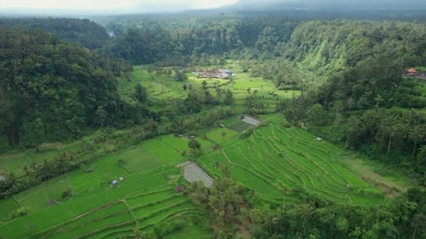 Lush Green Rice Fields and Forests Near Mount Batur, Bali – Aerial View Stock Footage 313931483